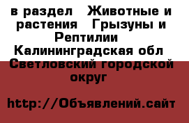  в раздел : Животные и растения » Грызуны и Рептилии . Калининградская обл.,Светловский городской округ 